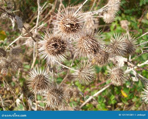 Burdock Seeds Are Covered With Hooked Thorns Royalty Free Stock