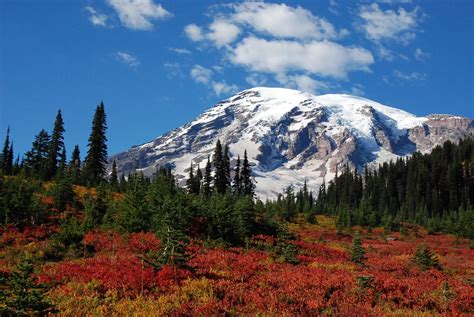 Fall Color In The Paradise Meadows Looking Up At Mount Rainier Photo