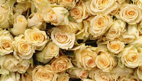 Pronunciation of old but gold. The Meaning of a Gold Rose | Garden Guides
