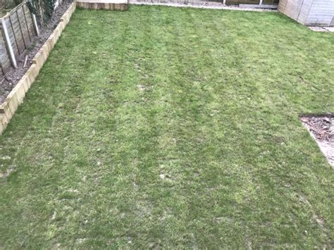 Newly Laid Lawn Oct 2019 Bumpy With Bare Patches And Visible Joins