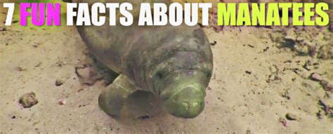 7 fun facts about manatees captain mike s swimming with the manatees riset