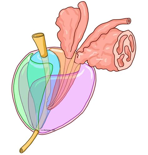 Anatomie Zonale De La Prostate E Anatomy Imaios