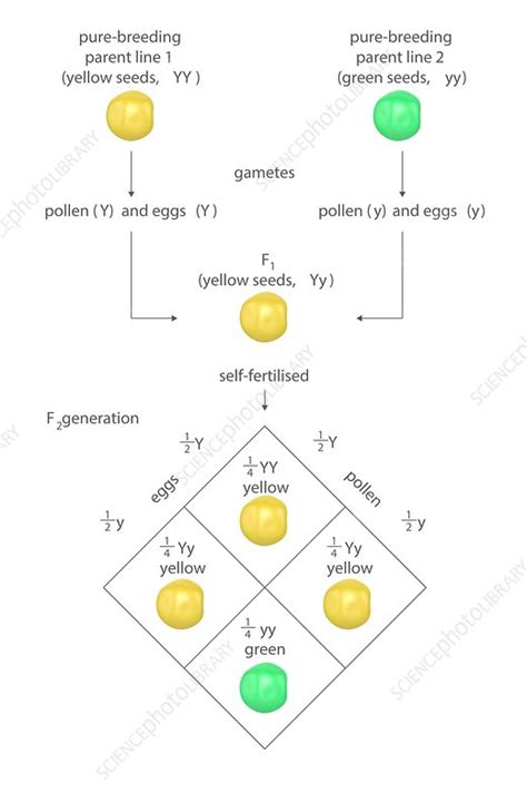 Mendelian Genetics Punnett Square Stock Image C0238581 Science