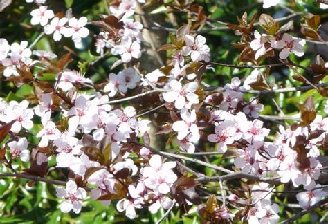 Maybe you would like to learn more about one of these? Georgia Backyard Nature: Flowering Trees in Spring Splendor