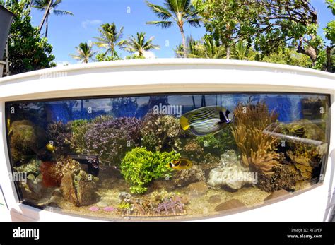 Hawaiian Reef Tank In The Backyard Area Of The Waikiki Aquarium Oahu