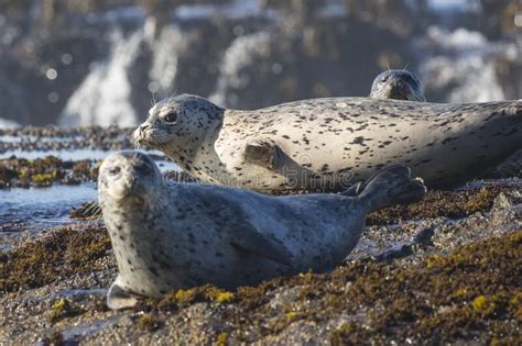 Harbor Seals Along Pacific Coast Highway Stock Photo Image Of Mammal