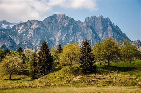 Trees With The Rocky Peaks Of The Little Dolomites Sentiero Dei