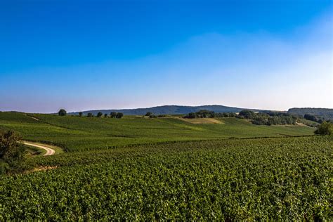 Route Des Vins Bourgogne Wineries Farmland Vineyard France