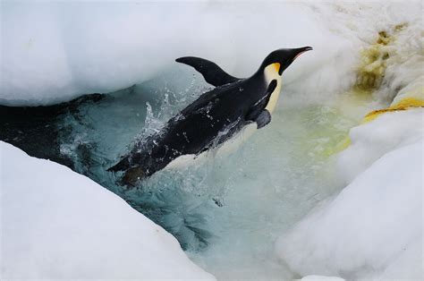 Antarctic Penguins Diving