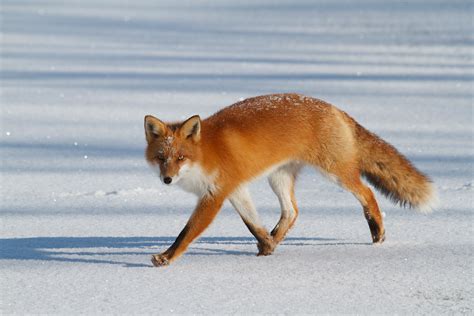 Fox On Ice Red Fox Walking Across The Frozen Lake At Onuma Stuart