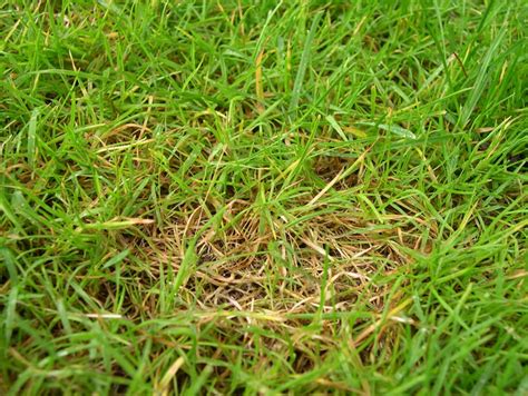 Rain May Be Cause Of Brown Patches In Lawn Hoosier Gardener
