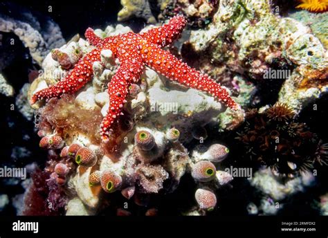 Egyptian Sea Star Gomophia Egyptiaca From The Maldives Stock Photo