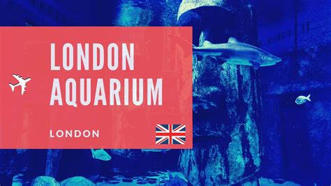 Sea Life Centre London Aquarium 4k Youtube