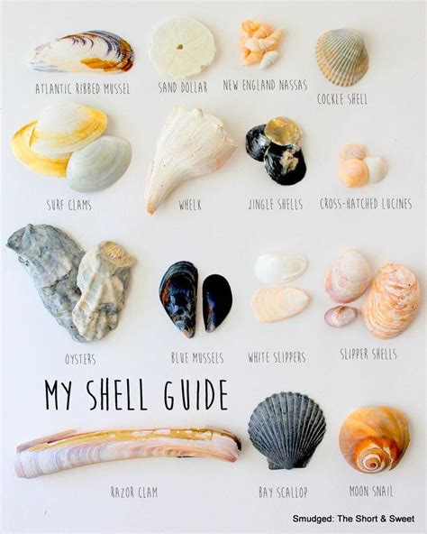 Smudged My Mid Atlantic Shell Guide Summerdecoration2018 Sea Shells