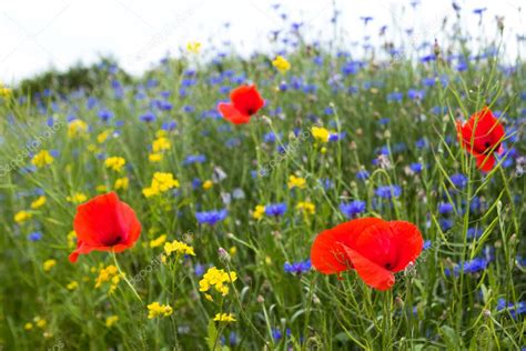 Poppy Cornflowers And Rapeseed In The Field Blooming Wildflowe
