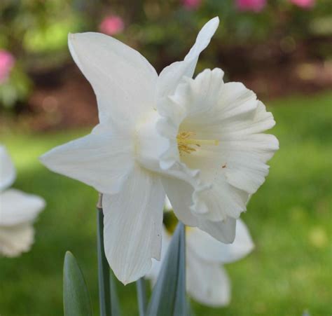 Narcissus 'Mount Hood' - trombitavirágú nárcisz | Florapont