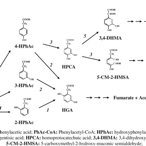 Catabolic Pathways Of Phenylacetic Acid In Pseudomonas Putida U And