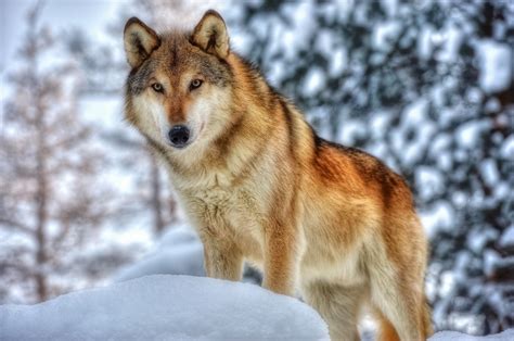 Animals Wolf Wallpapers Hd Desktop And Mobile Backgrounds