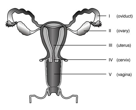 Internal organs include the vas deferens, prostate and urethra. Sperm Diagram - ClipArt Best