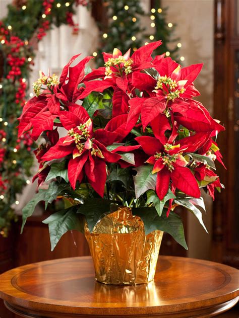 10 Wonderful And Popular Christmas Plants For More Beautiful Home The