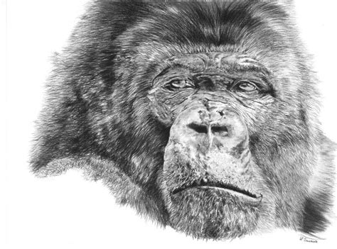 Drawing Of Gorilla By Laurence Saunois Animal Artist