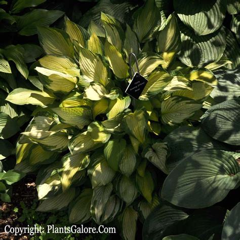 Here are some generalities by leaf color, but it is best to research your selections to determine their preferred light levels. Hosta 'Something Different' from The Hosta Helper ...