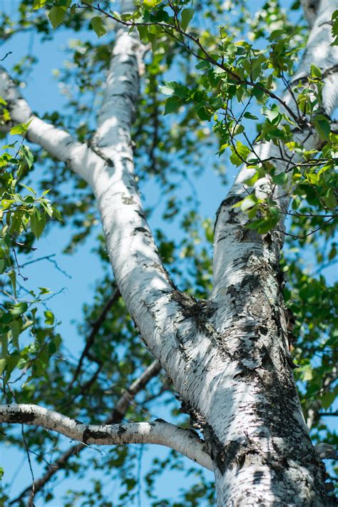 500  Birch Tree Pictures [HD] | Download Free Images on Unsplash