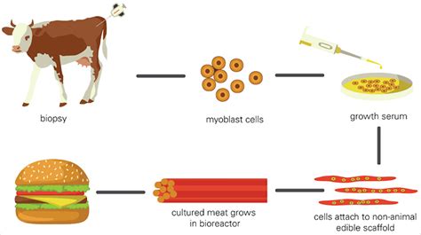 Cultured Meat Environmentally And Morally Acceptable The Un