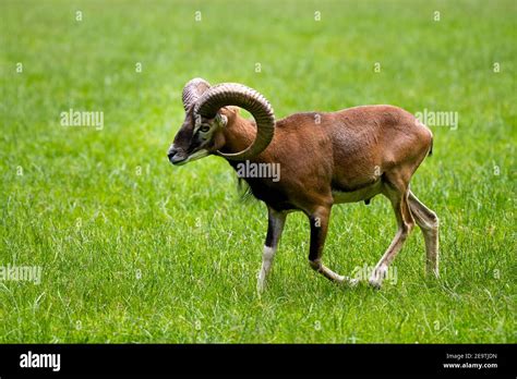 Animal Portrait Of A Majestic Mouflon Male Walking On A Green Field