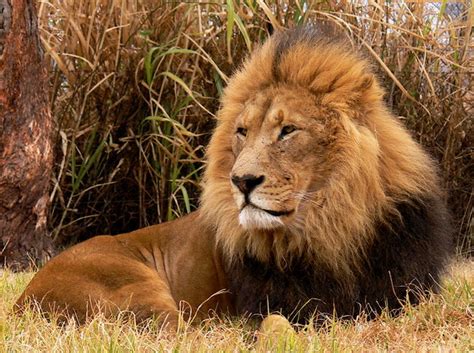 Características Do Leão Africano Portal Dos Animais