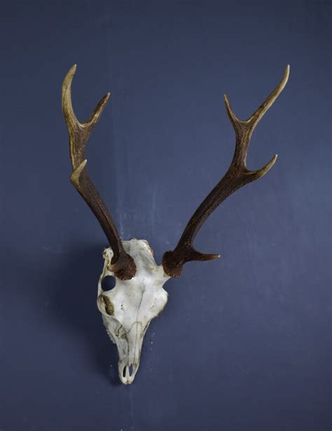 Japanese Sika Deer Skull And Antlers Ahs313 Antlers Horns And Skulls