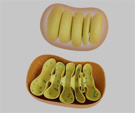Mitochondria Cut And Uncut Membrane 3d Model Cgtrader