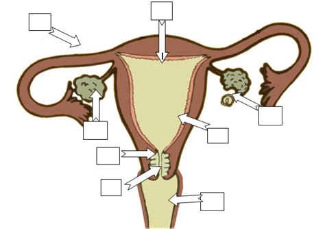 Activity Two Labeling The Female Reproductive System Teaching The
