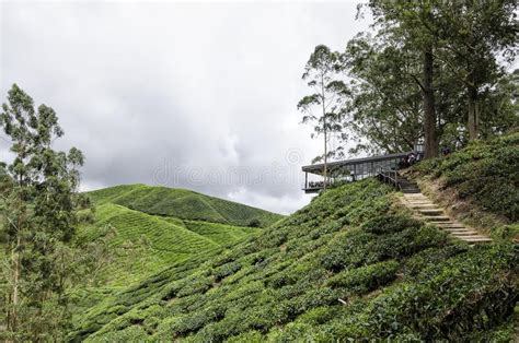 Walk way leading to sungai palas boh tea house, one of the most visited tea house by tourists in cameron highland, malaysia. Sungai Palas BOH Tea House, One Of The Most Visited Tea ...