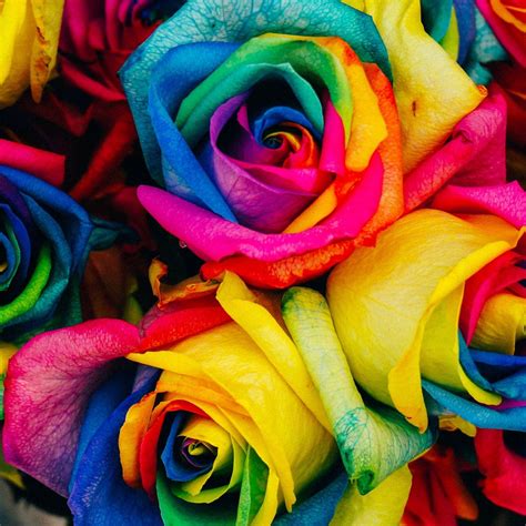 Rainbow Roses Background