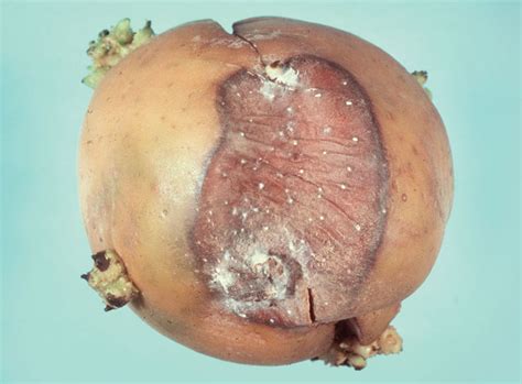 I have had 2 sweet potatoes stored in the fridge for over a month. Botrytis grey mold - Potato - Ontario CropIPM