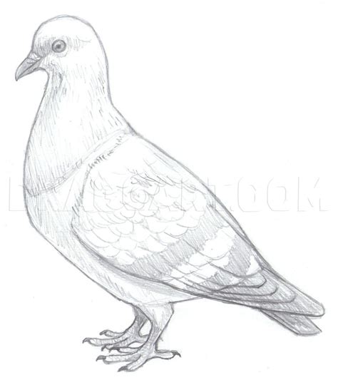 How To Draw Pigeons Step By Step Drawing Guide By Makangeni Bird