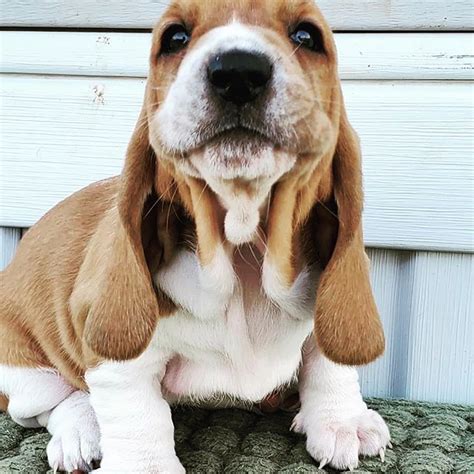 15 Signs Youre A Crazy Basset Person Pettime