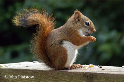 Tennessee Watchable Wildlife Red Squirrel Hunted