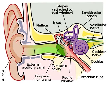 Middle Ear Wikiwand