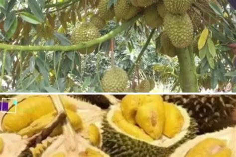 Perhatikan Ini Cara Menanam Durian Dalam Pot Sistem Hidroponik Timenews