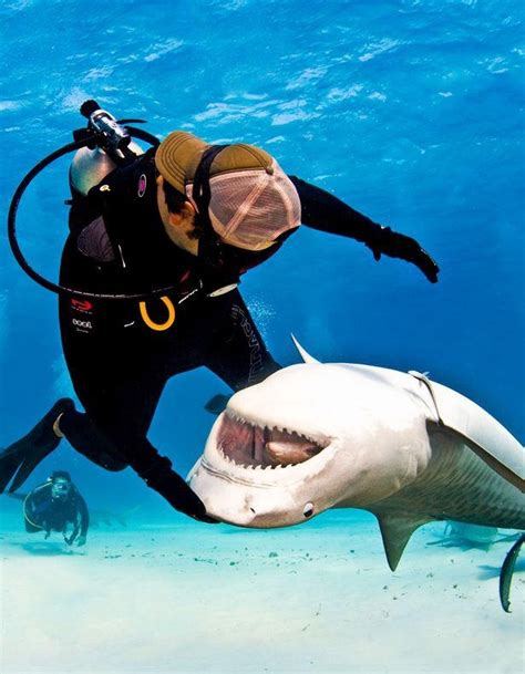 An Unusual Mans Best Friend Tops The Morning Links Shark Pictures