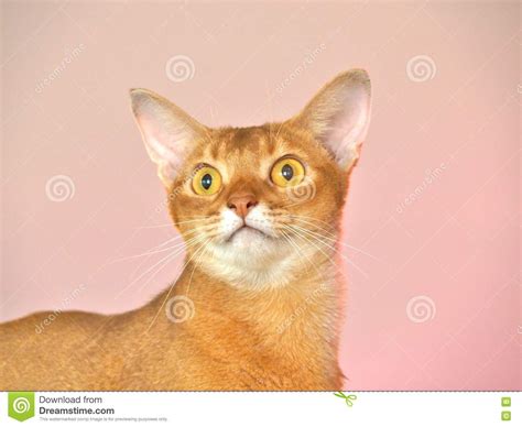 Closeup Of Surprised Abyssinian Cat Stock Photo Image Of Meow