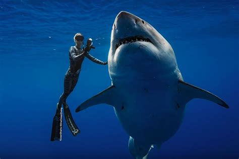 Swimming With The Worlds Largest Shark Uncrate