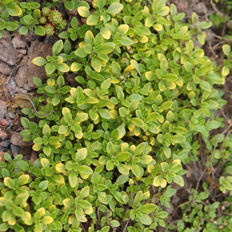 Thyme Herb Garden Seeds Common 1 Oz Non Gmo Heirloom Herbal