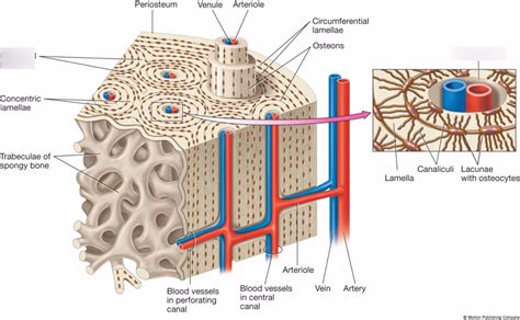 Microscopic Anatomy Of Compact Bone Diagram Quizlet