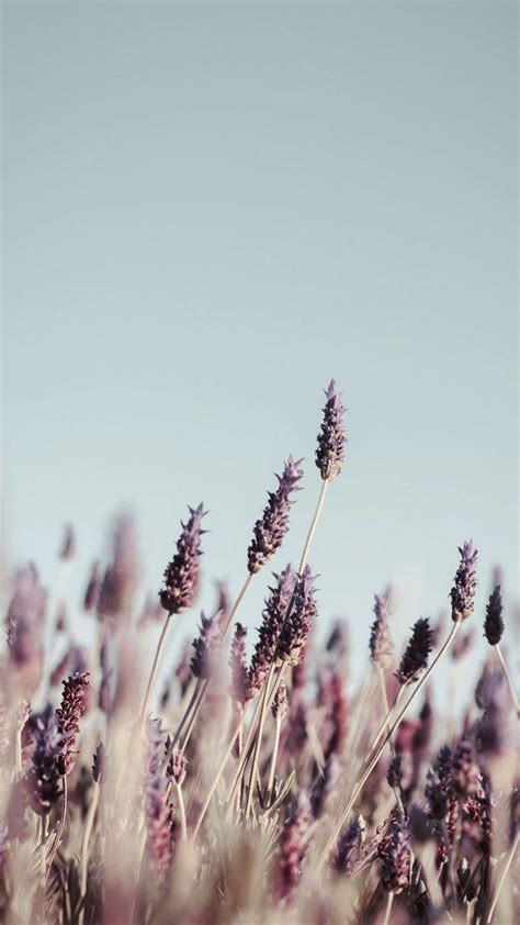 Minimalist Lavender Flowers Wallpapers Top Free Minimalist Lavender