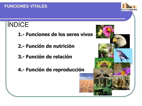 PPT FUNCIONES VITALES DE LOS SERES VIVOS PowerPoint Presentation Free Download ID
