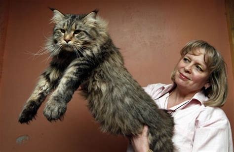 It is one of the oldest natural breeds in north america. Blyth big cat Lioncubb proves he's the top cat - Chronicle ...