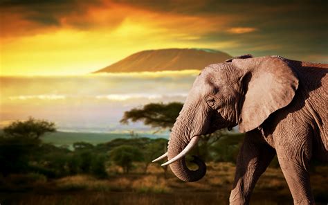 Elephant Full Hd Wallpaper And Background 2560x1600 Id527970
